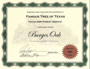 Famous-Tree-of-Texas