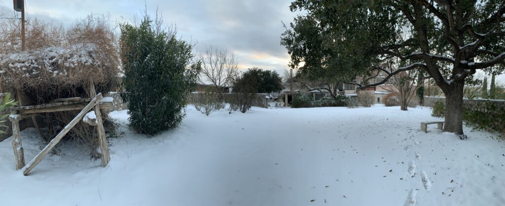 White snow sites on the back yard lawn of the Burges House with a bush on the left and a large tree and fruit trees on the right.